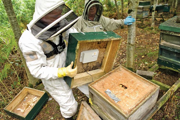 An ApisProtect beehive monitor during installation.