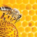 A photo of a bee on a flower in front of a honeycomb.