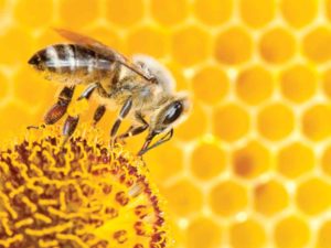 Image of a bee on a flower behind a honeycomb.
