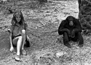 Ruth Davis mimicking the chimpanzee Figan, taken in 1968. (Photo used with permission of Géza Telecki and Dale Peterson.)